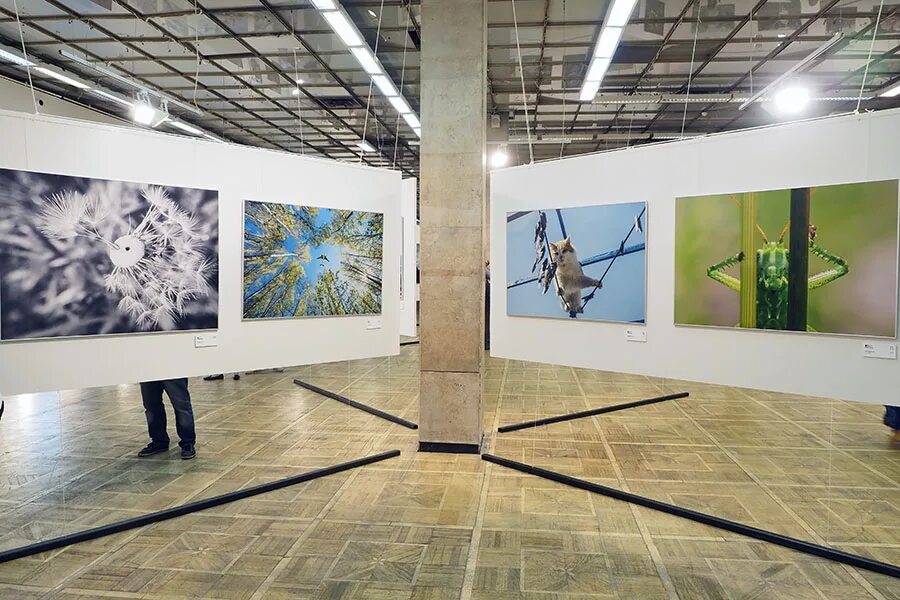 дом. дом художника на крымском валу выставки. зал цдх. светлана вуцен художник.