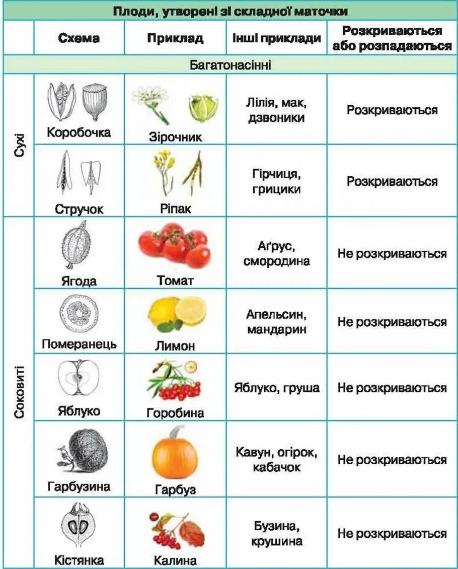 Типы плодов растений таблица с примерами 6 класс биология. Типы плодов растений 6 класс биология таблица. Плод Тип плода растения таблица. Название плода Тип плода примеры растений таблица.