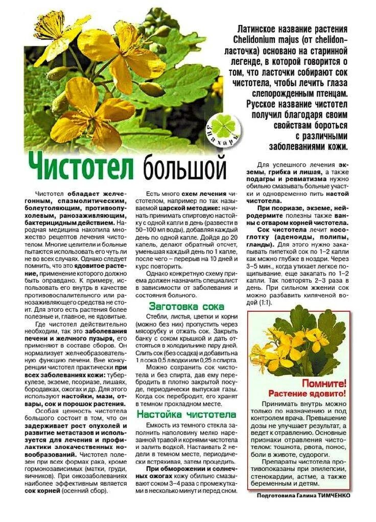 Можно давать чистотел. Чистотел. лечебные травяные лекарства чистотела. лекарственные растения чистотел. настой травы чистотела.