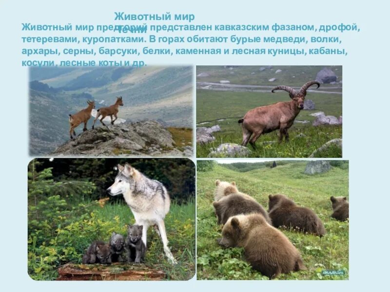 Окружающему миру разнообразие природы родного края. Животные родного края. Разнообразие природы родного края. Животный мир Чечни. Природа родного края животные.