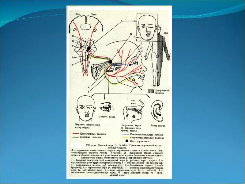 7 Пара лицевой нерв. VII пара лицевой нерв иннервирует. 7 Пара ЧМН схема. Ядро VII пары (лицевой нерв).