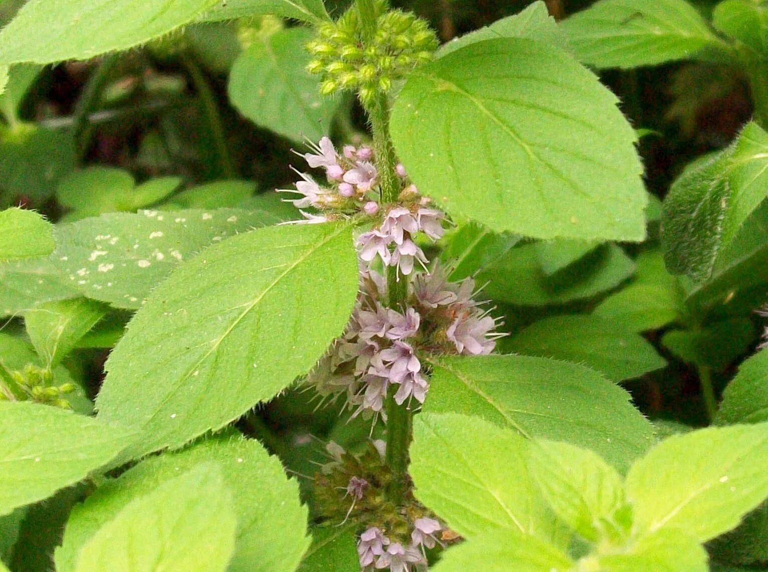 Сильно пахнущие травы. Мята Полевая (Mentha arvensis). Мята Полевая (Méntha arvénsis). Мята перечная Дикая. Дикоросы, мята.