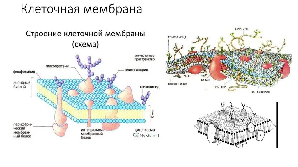 Схема строения клеточной мембраны животной клетки. Структура плазматической мембраны схема. Структурные компоненты мембраны клетки. Схема строения плазматической мембраны. Мембраны клеток эукариот