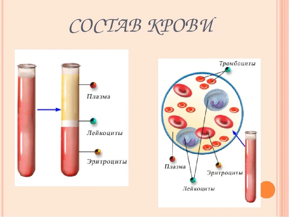 Кровь строение рисунок. Состав крови рис 51. Состав крови схема анатомия. Строение крови из чего состоит. Состав плазмы входят лейкоциты.