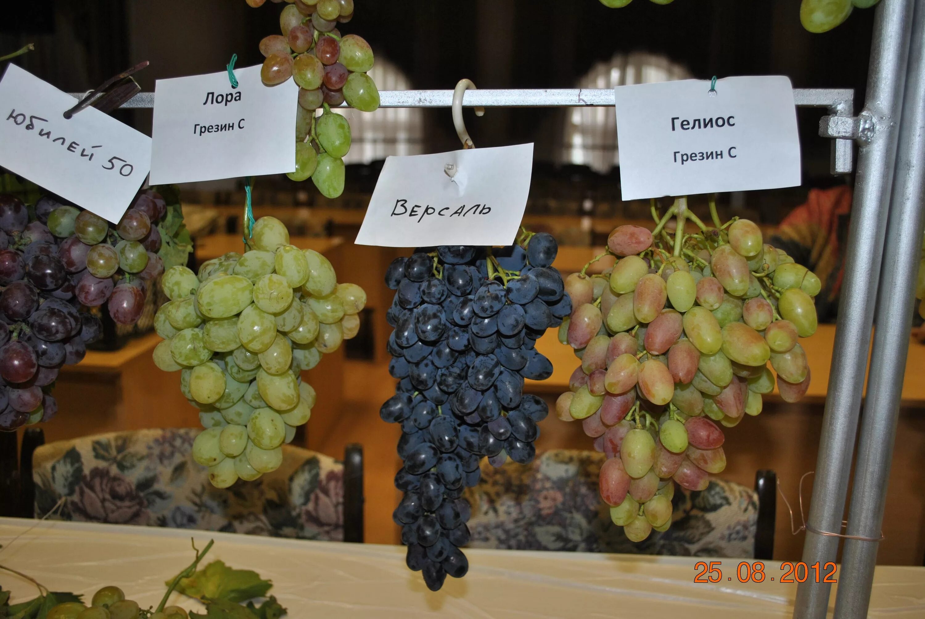 Виноград купить ростов. Сорт винограда аватар. Сорт винограда Адамас. Саженцы винограда.