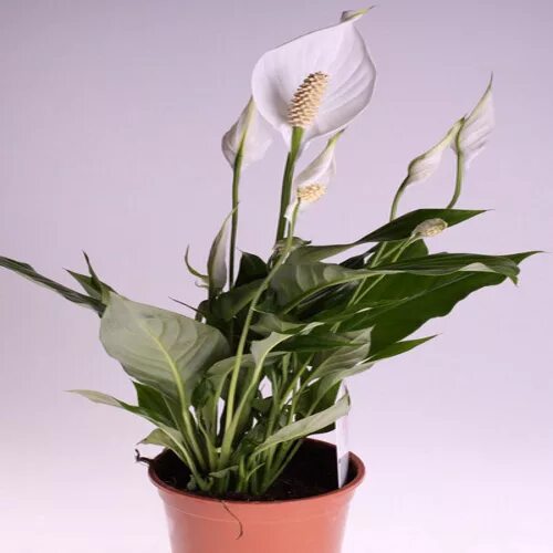 Спатифиллум 13. Спатифиллум чопин. Спатифиллум спб. Спатифиллум лауретта. Спатифиллум спб.