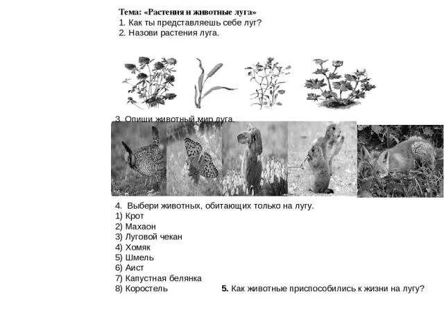 Задания луговые травы и цветы. Природные сообщества задания. Природное сообщество луг задания. Животные Луга задания. Тест природные сообщества 5 класс с ответами