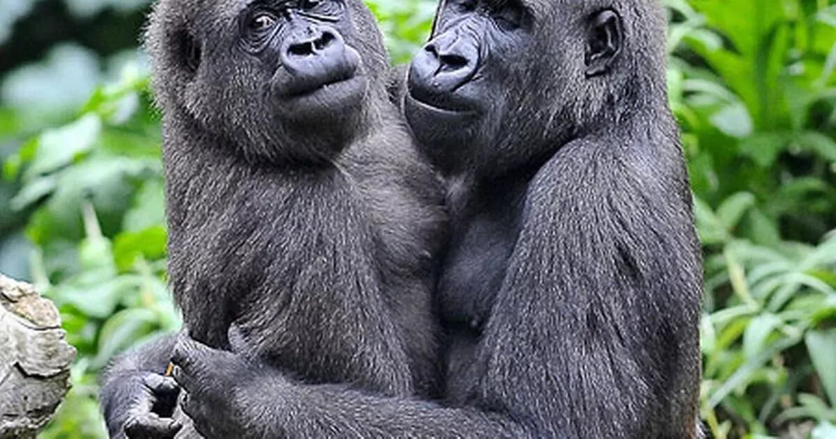 Горилла самец и самка. Одна самка и два самца. Горилла, самец. Самка бабуина. Львы совокупляются.