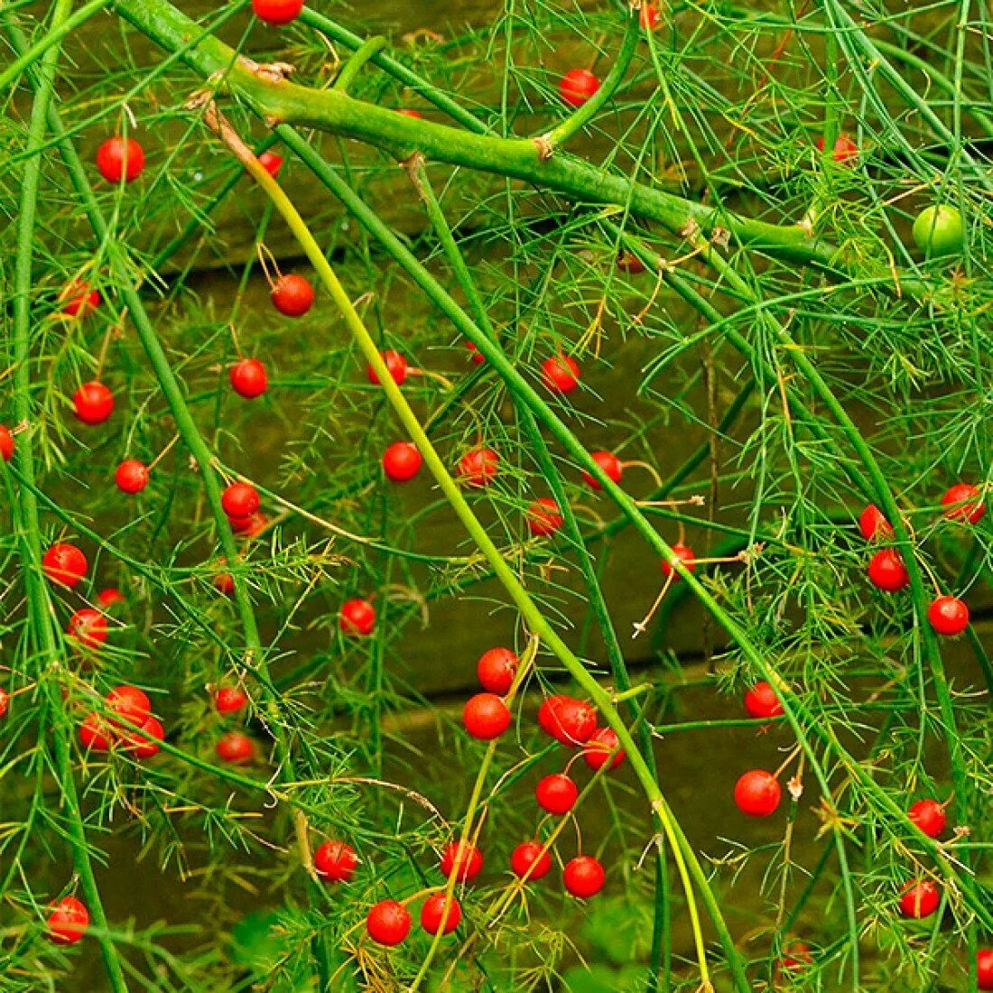 Спаржа полукустарник. Аспарагус спаржа. Аспарагус спаржа садовая. Аспарагус (спаржа) бэклим. Аспарагус спаржа садовая.
