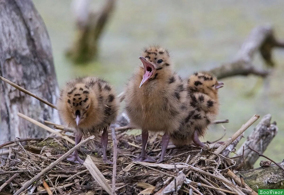 Птенец желторотик ласточка. Птенцы для детей. Картинки птенцов. Стриж птенец желторотик. Гнездовые птенцы.