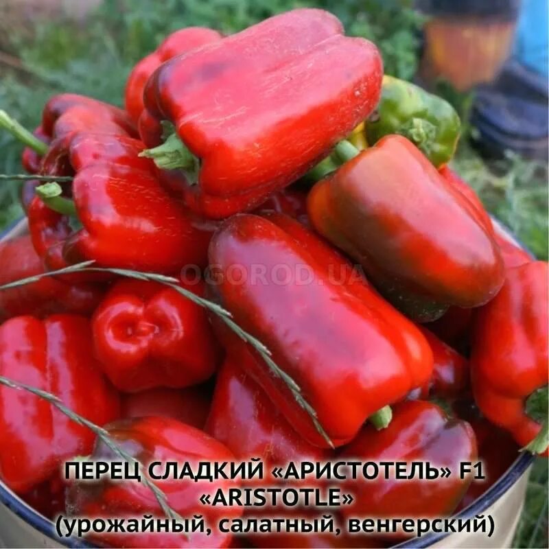 Ультраскороспелые сорта перца