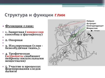 Функции нейронов и нейроглии