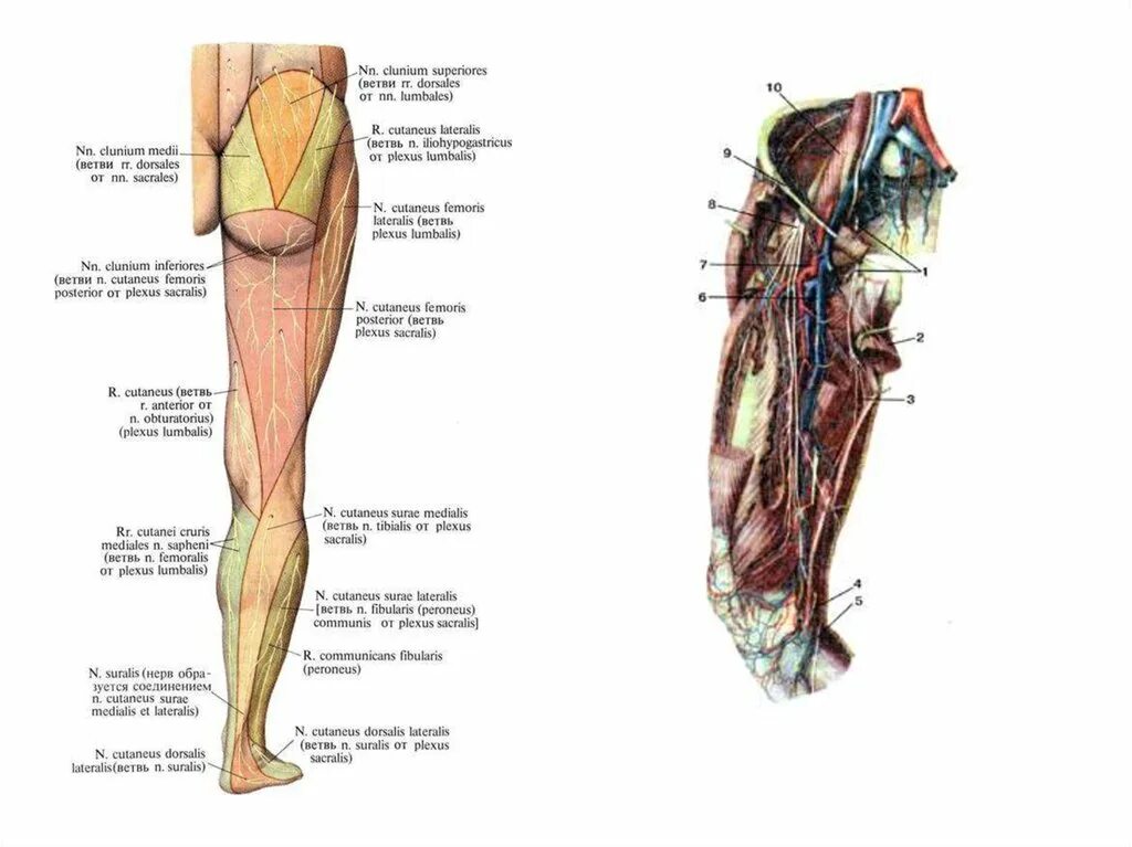 N suralis. Cutaneus surae medialis. Suralis нерв. Nervus cutaneus femoris posterior. Латеральный кожный нерв бедра, n. cutaneus femoris lateralis (l.