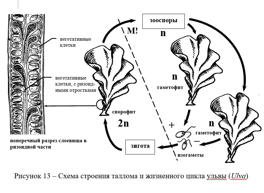Схема ламинарии. Жизненный цикл ульвы схема. Жизненный цикл водорослей схема. Жизненный цикл водоросли ульвы рисунок. Жизненный цикл ламинарии схема.