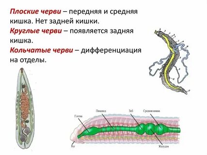 Кишечник плоских червей