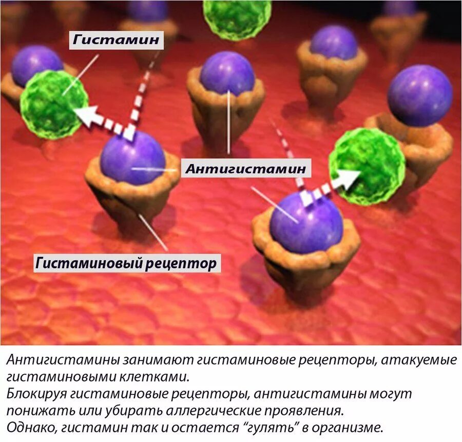 Гистаминоз. Механизм действия антигистаминных препаратов. Рецепторы гистамина. Механизм действия антигистаминов. Н1 гистаминовые рецепторы.