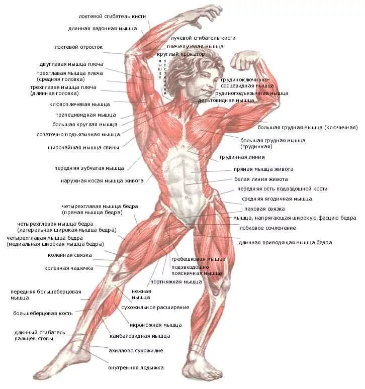 Мышцы человека схема расположения. Схема мышц и связок человека. Строение тела человека мышцы и сухожилия. Анатомическая карта мышц.
