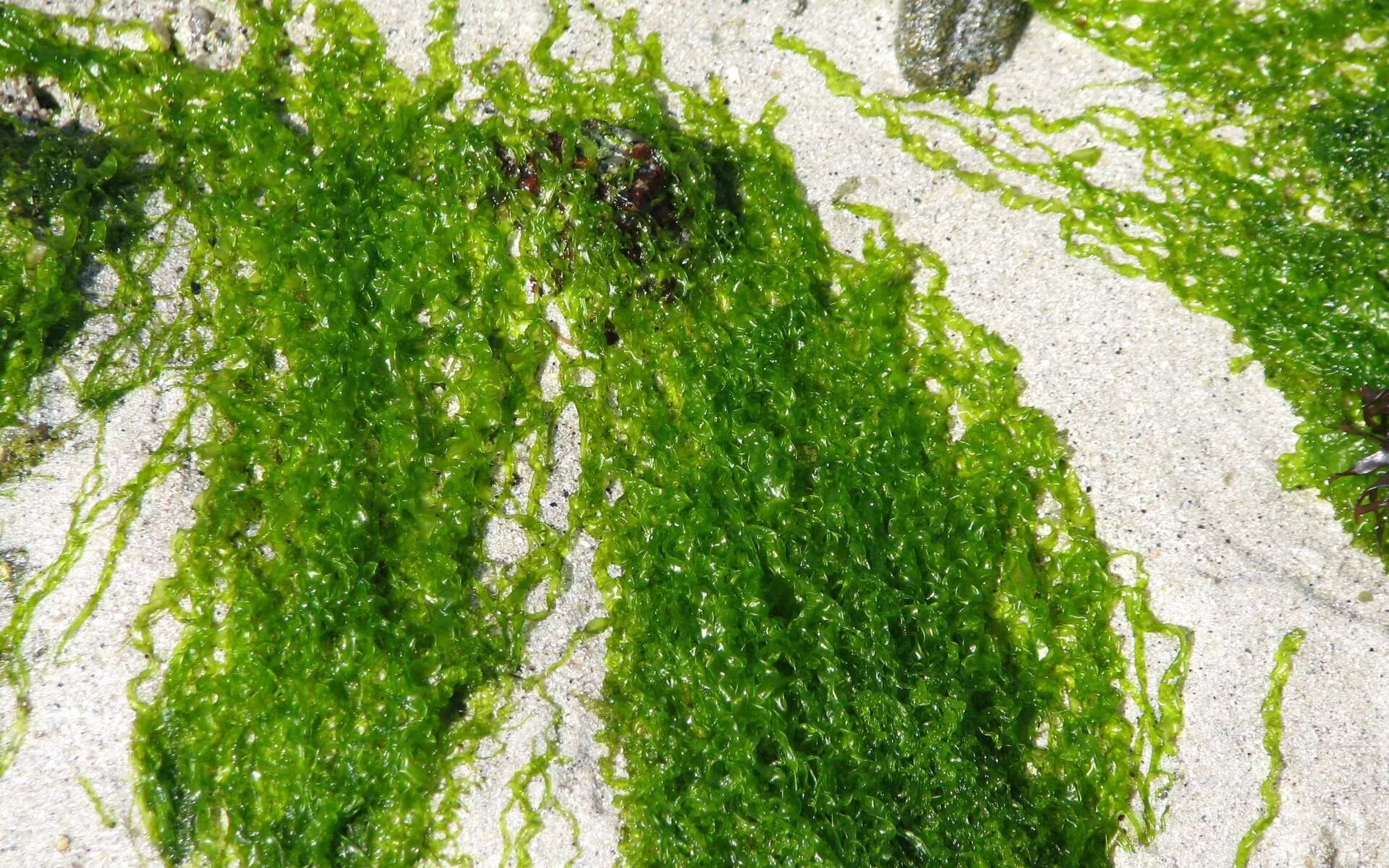 Твердые водоросли. Спирогира водоросль. Нитчатые зеленые водоросли. Кладофора нитчатая. Хлорофиты водоросли.