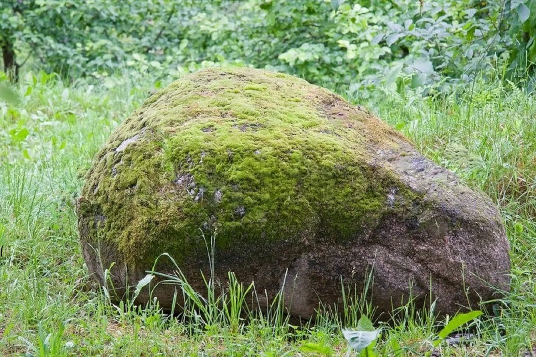 Лежачий камень. Иллюстрация у лежачего камня. Валуны поросшие мхом. Большой валун на Поляне.