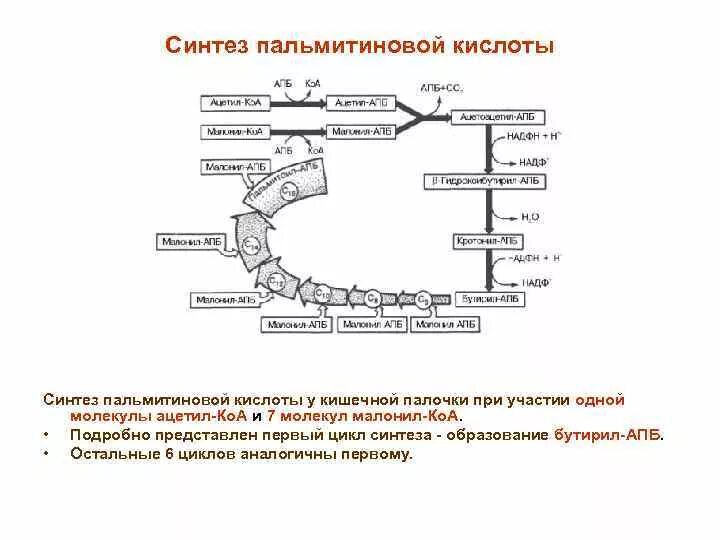 Синтез пальмитиновой. Схема синтеза пальмитиновой кислоты. Схема биосинтеза пальмитиновой кислоты. Синтез пальмитиновой кислоты из малонил КОА. Синтез пальмитиновой кислоты биохимия схема.