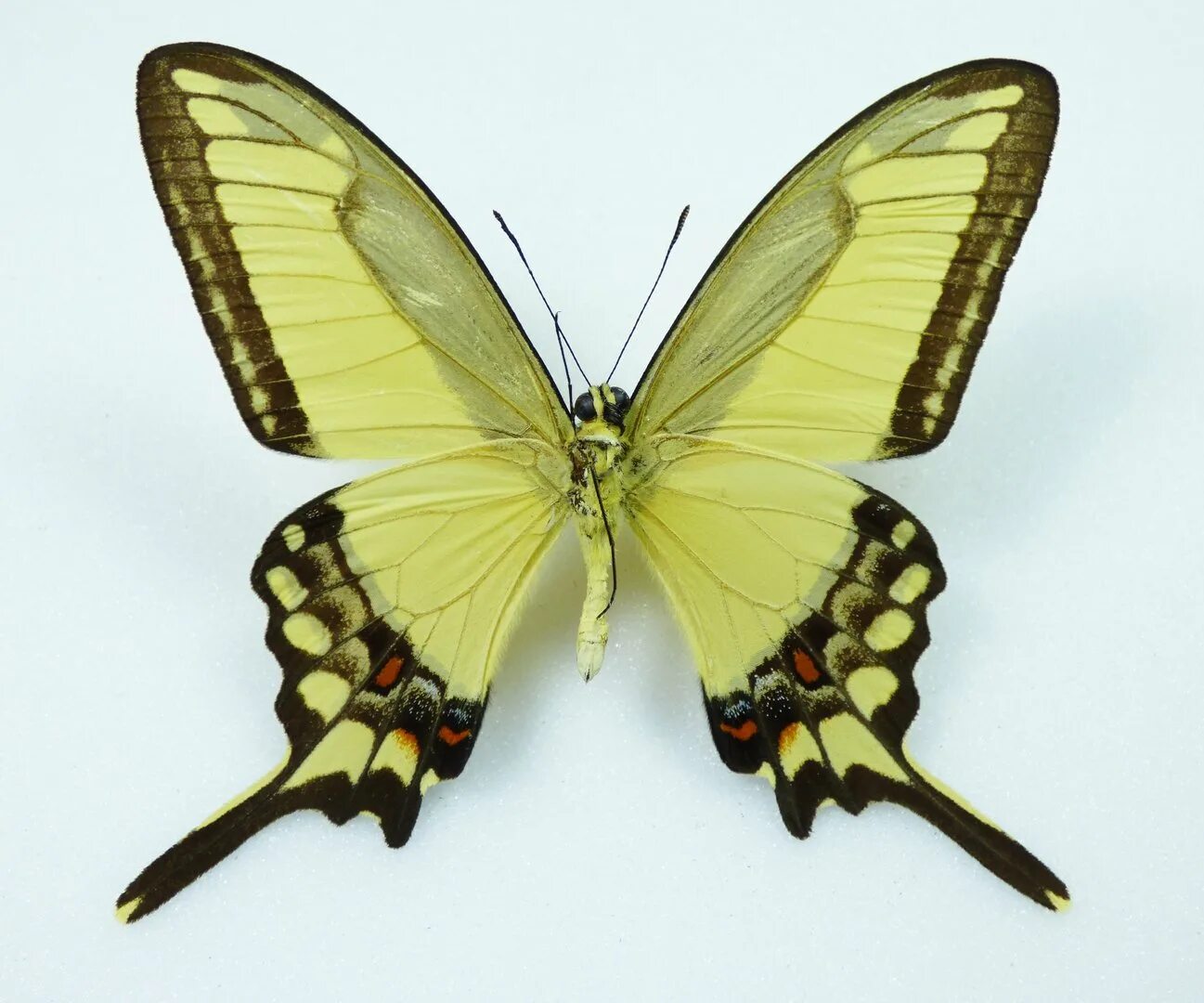 Парис вазопись. Купидон бог древней греции. Купидон бог аниме. Божества любви в древней греции. Турция химерос бич отель 4 кемер.