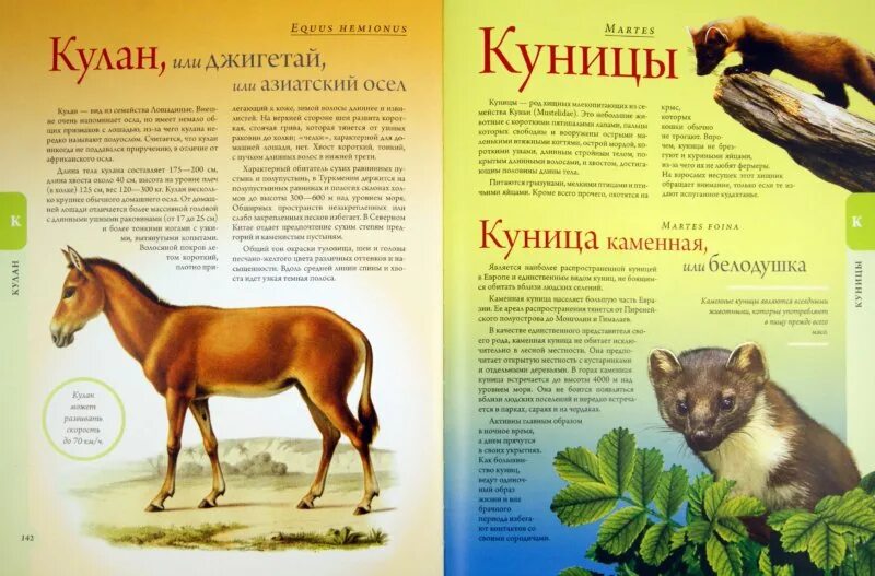 Томом жизни животных. Энциклопедия животных брем. жизнь животных книга ссср. энциклопедия про животных ссср. энциклопедия жизнь животных книга.