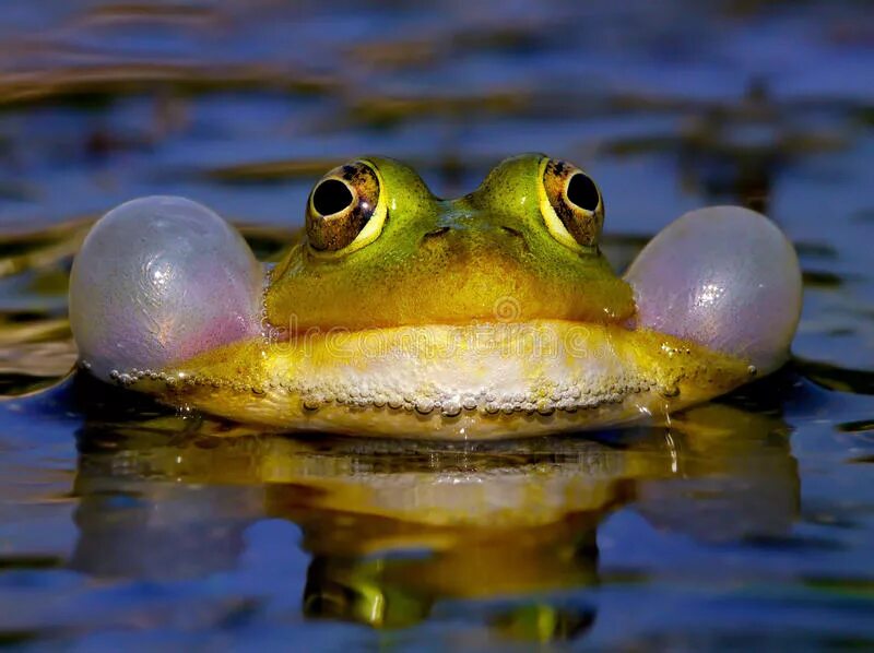 А по утру лягушки квакали. Лягушка квакает. Квак и жаб. Жаба квакает. Лягушка с пузырями.