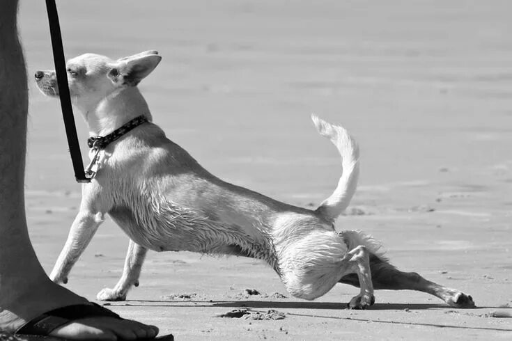 Летящая собака упражнения. Трюковые упражнения с собакой.