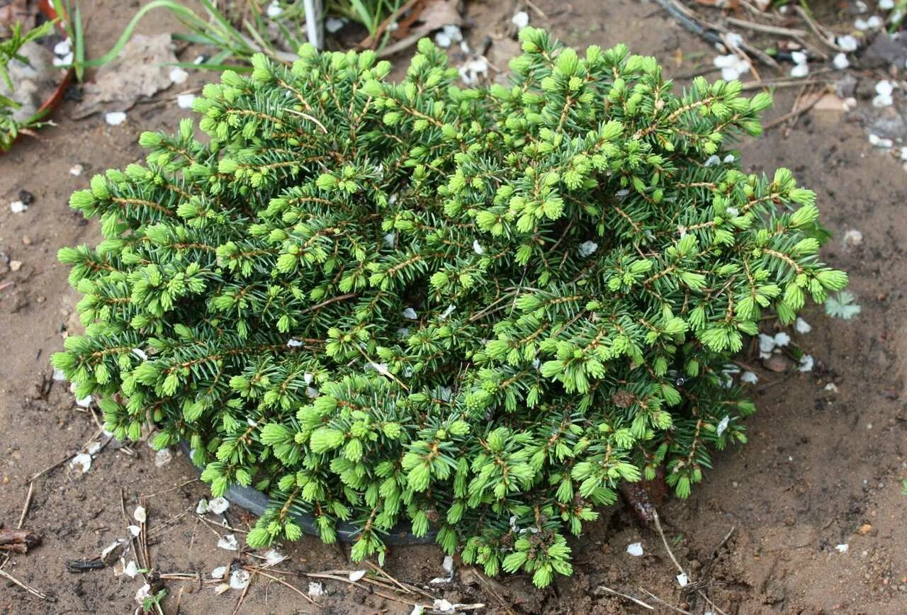 Ель little gem. Ель обыкновенная литтл джем. Ель литтл джем (picea abies little gem). Литл джем. Ель обыкновенная "little gem" (литтл джем).