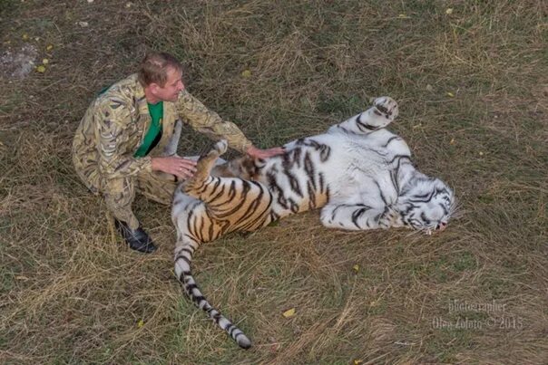 В Тайгане снова родились Амурские тигрята. В тайгпне снова родились Амурские тигрята. Гибель уссурийских тигров.