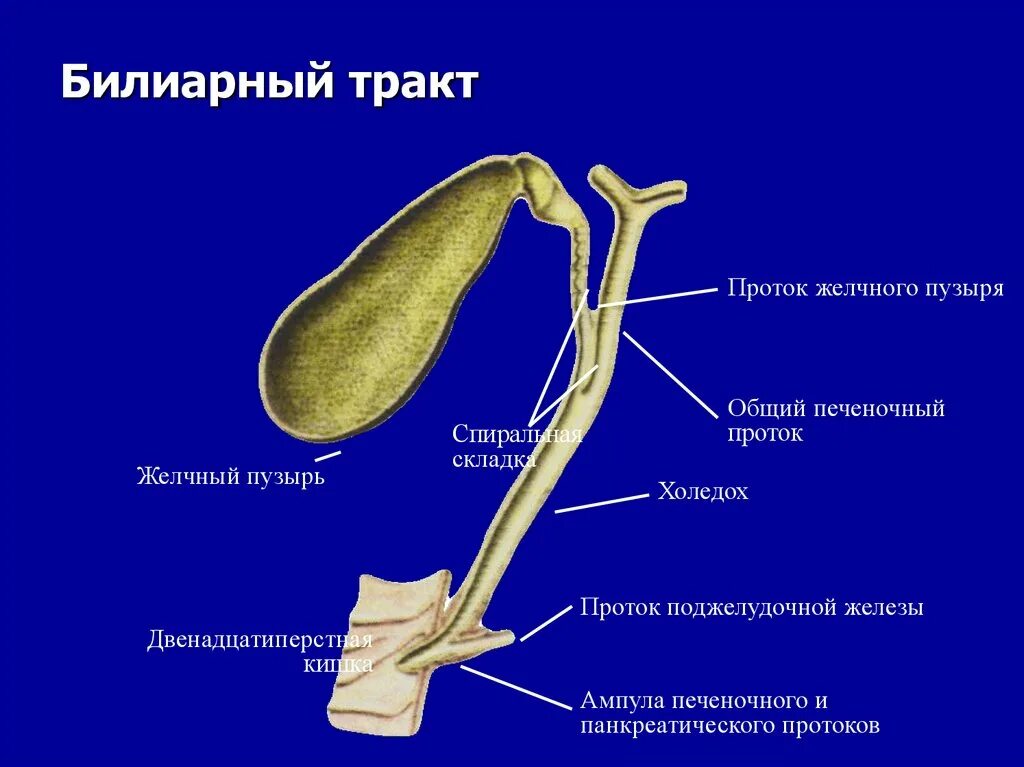 Нету желчного пузыря. Желчный проток холедох. Холедох 3 мм в желчном пузыре что это. Холедох диаметр 5 мм. Билиарный тракт анатомия.