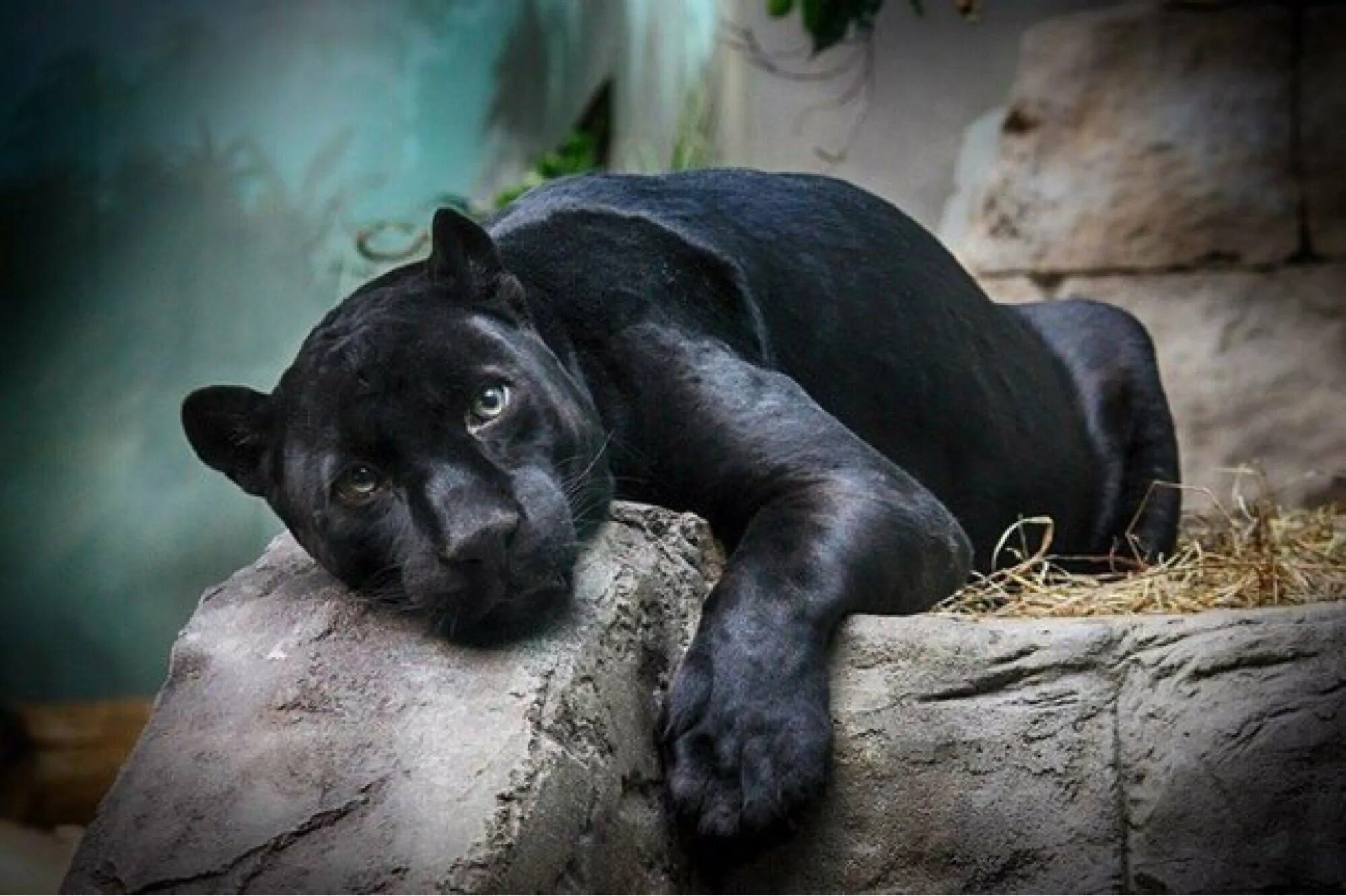 Видео про черные. Пума меланист. Чёрная пантера фото животное. Черная пантера багира. Видео про черные.