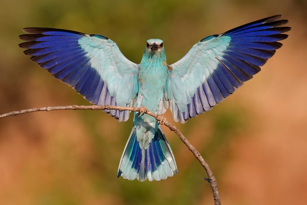 Ракша сизоворонка. Обыкновенная сизоворонка Coracias garrulus. Ракша сизоворонка ареал обитания. Птицы Крыма голубая сизоворонка. Птицы с красивым оперением