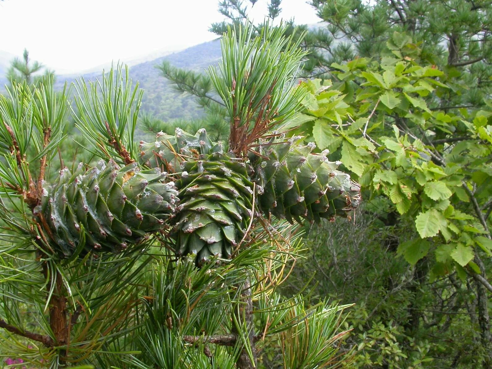 Кедр корейский Pinus koraiensis. Кедр корейский (сосна Кедровая корейская). Сосна корейская Кедровая Падь. Сосна корейская кедр корейский шишка. Лесная охрана приморский край