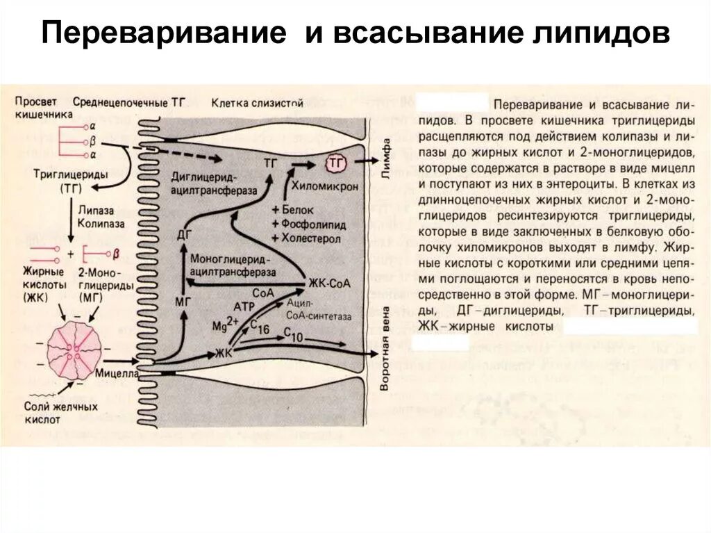 Расщепление липидов последовательность. Схема переваривания жиров биохимия. Переваривание всасывание жирных кислот биохимия. Механизм всасывания липидов в кишечнике. Механизм всасывания продуктов гидролиза липидов в тонком кишечнике..