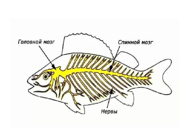 Brain fish. Нервная система рыб головной мозг. Спинной мозг рыбы располагается. Головной и спинной мозг рыб. Спинной мозг у рыб расположен.