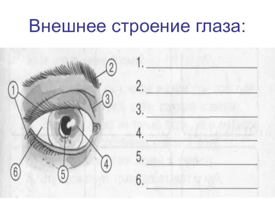 Проверочная работа глаз. Строение глаза внешнее строение. Строение глаза начальная школа. Внешнее строение глаза человека схема. Орган зрения 8 класс биология.