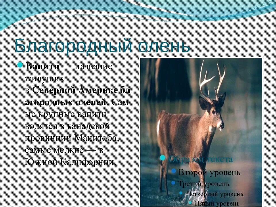 Описание оленя. Характеристика оленя. Олень благородный описание. Животное олень описание. Интересные факты о олене