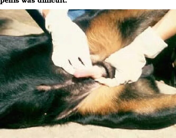 Гон у кобелей