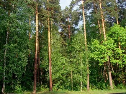 Пригородный лес тамбов