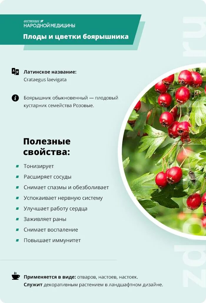 Для чего используется боярышник. Боярышник лечебные св-ва. лекарственные травы боярышник. боярышник целебные свойства растений. лечебные свойства боярышника.