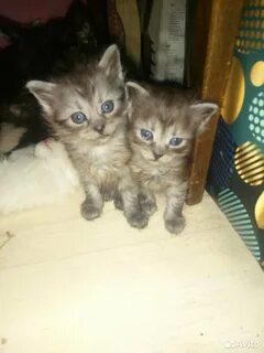 Отдам котят в хорошие руки