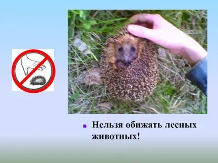 Песня нельзя обижать