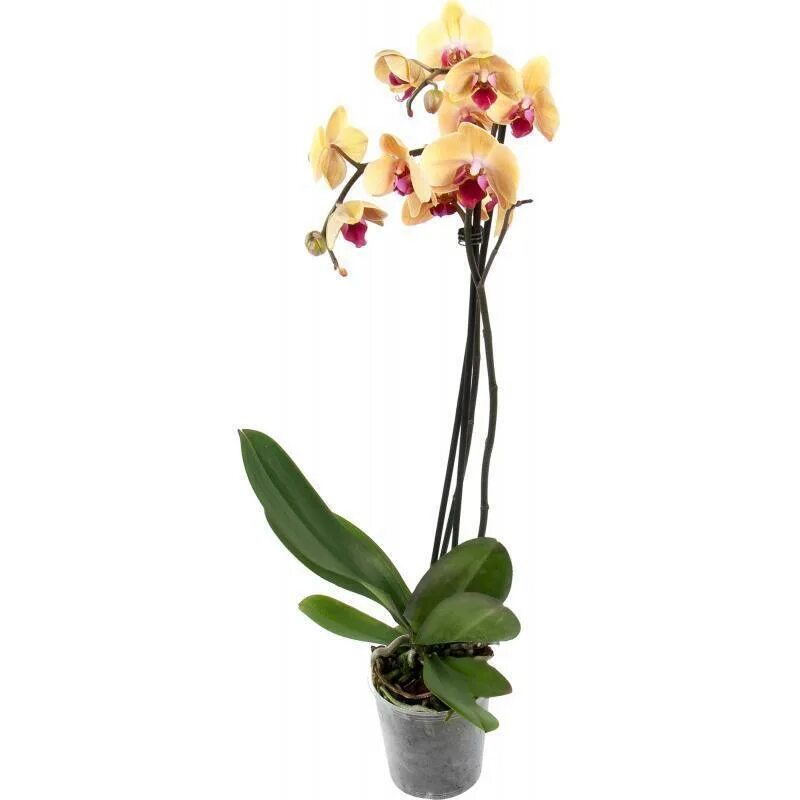 Фаленопсис Солид Голд. Орхидея фаленопсис Солид Голд. Карибиан Дрим Орхидея. Леруа мерлен орхидея в горшке