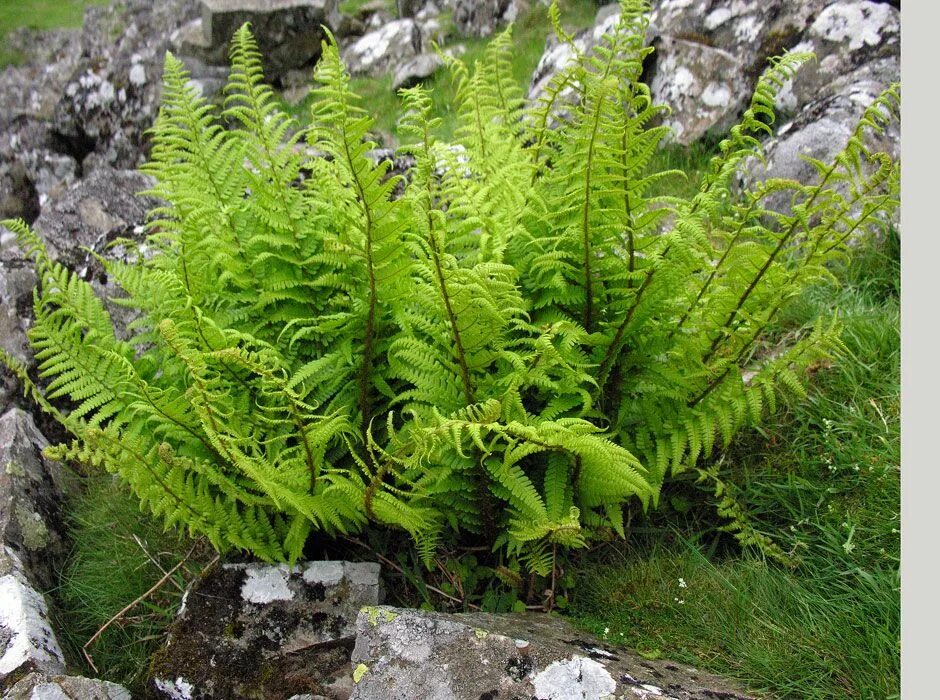 Щитовник мужской. Щитовник dryopteris affinis. Папоротник Дриоптерис. Щитовник родственный (affinis). Папоротник Щитовник родственный.