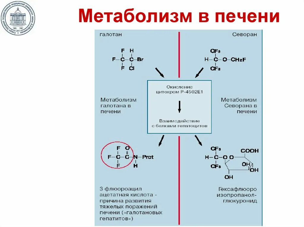 Какие вещества в печени