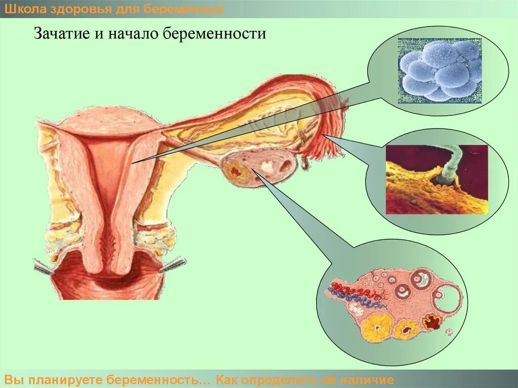 Как происходит зачатие человека. Зачатие. беременность зачатие. оплодотворение женщины.