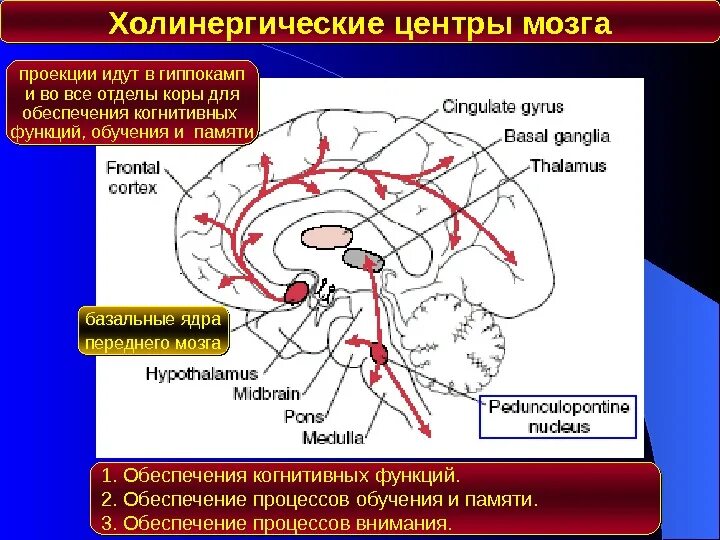 Центр мозга и тела. Базальные подкорковые ядра. Базальные ганглии гиппокамп мозг. Базальные ядра это подкорковые центры. Базальные подкорковые ядра головного мозга.