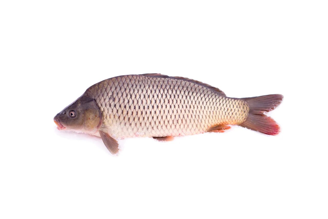 Сазан (= карп обыкновенный) – cyprinus carpio. Сазан баликлар. Карп л п. Суперфрик карп. Карп.