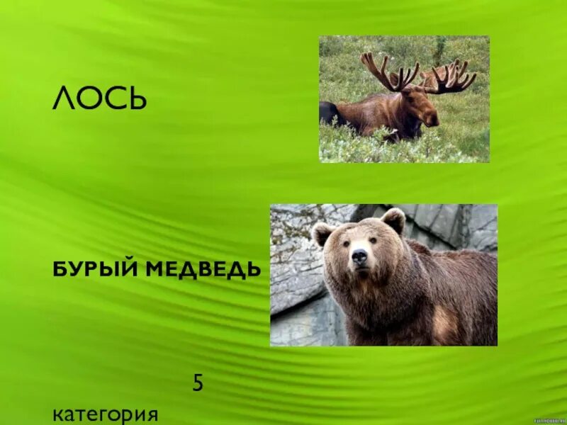 Лось занесен в красную. Лось зеленые страницы. Лось красная книга России. Зеленые страницы красной книги Лось. Животные которых удалось спасти от вымирания.